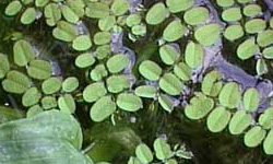 flotante camalote